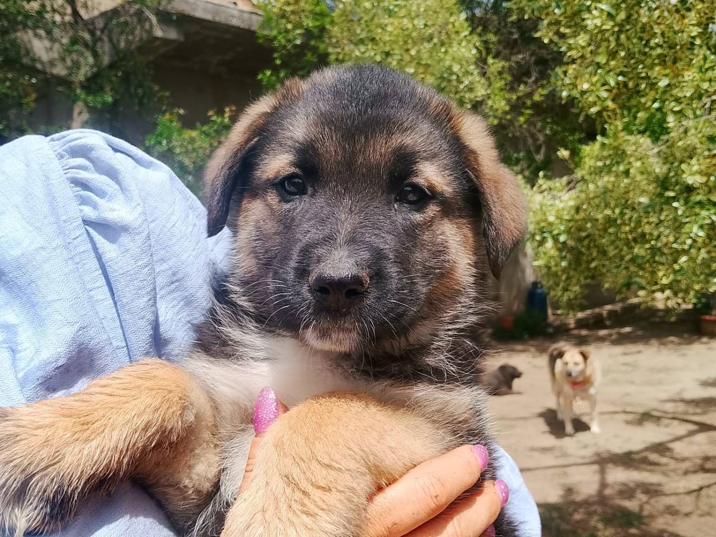 Adozione cane, femmina, Razza sconosciuta Razza sconosciuta, 2 mesi, taglia grande, Reggio