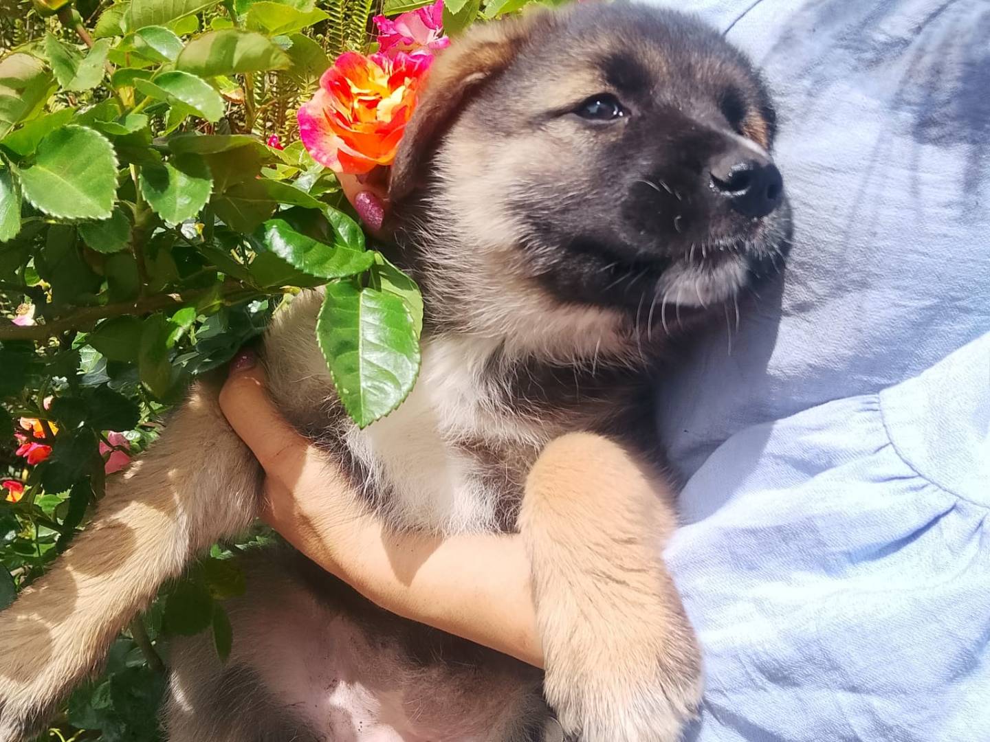Adotta un cane, femmina, 2 mesi, Reggio