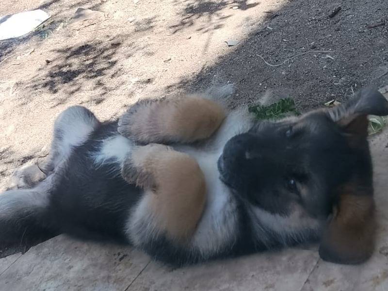 Vuoi adottare un cane a Reggio?