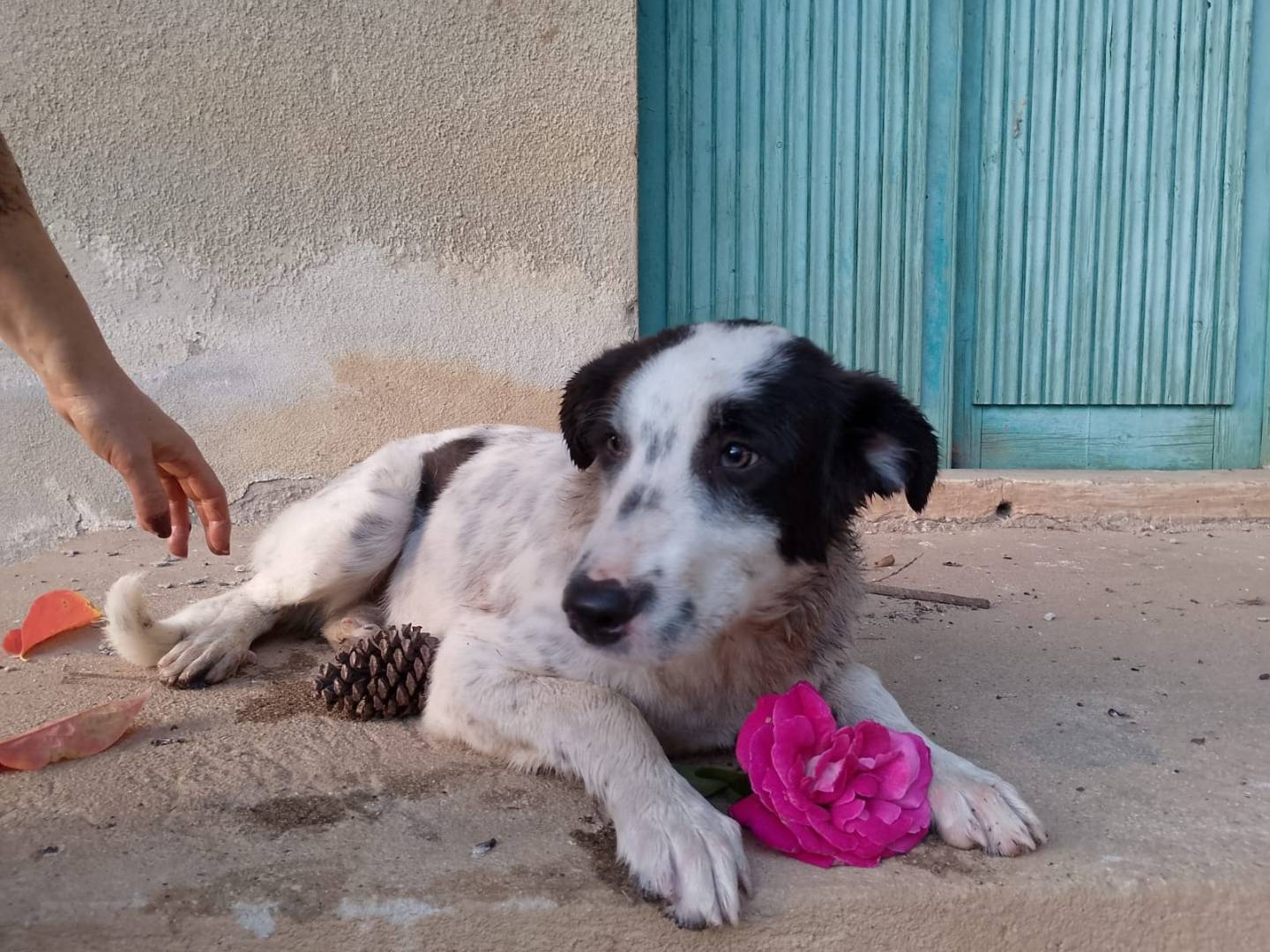 Adotta un cane, taglia grande, maschio, Reggio