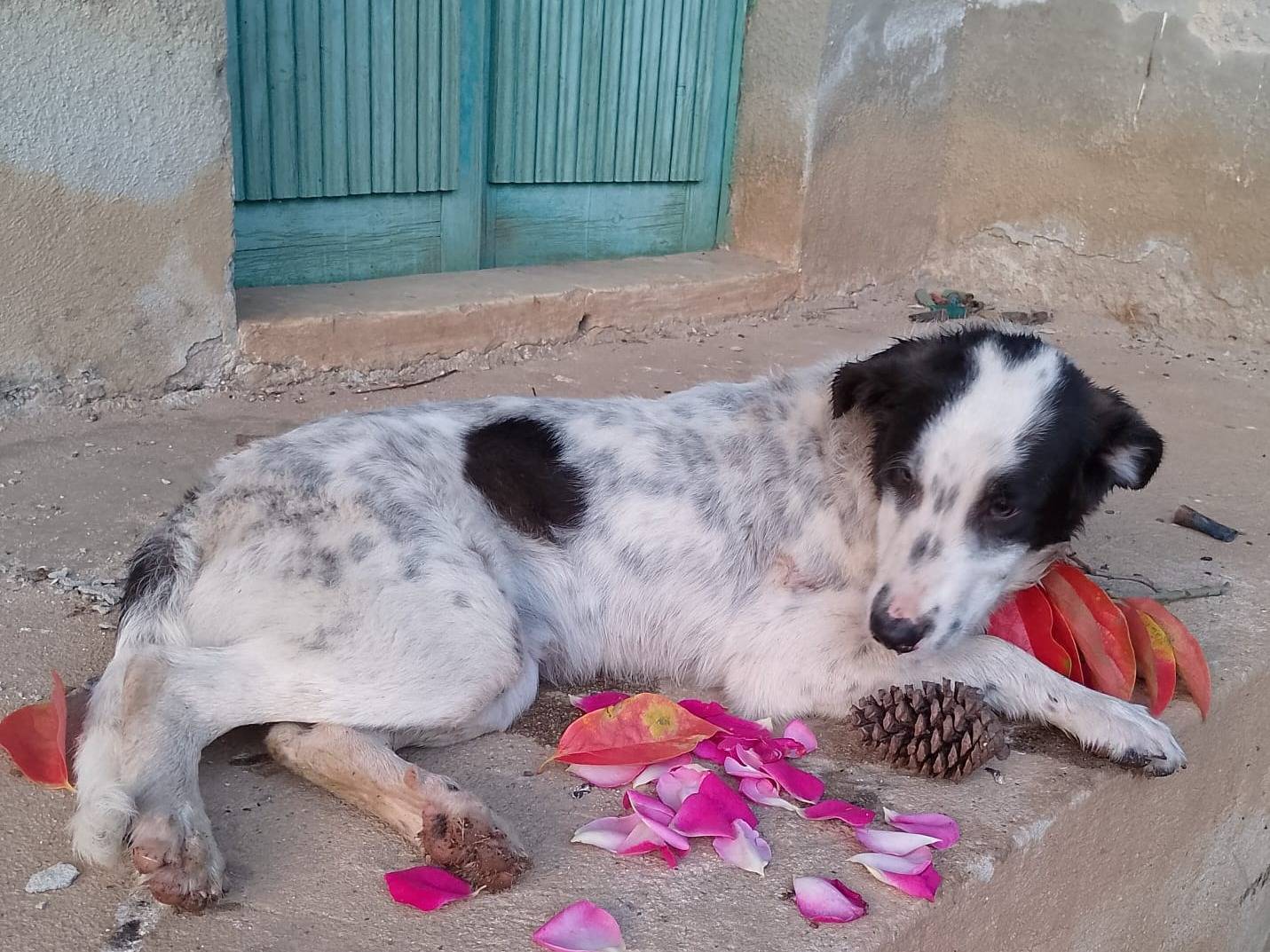 Vuoi adottare un cane a Reggio?
