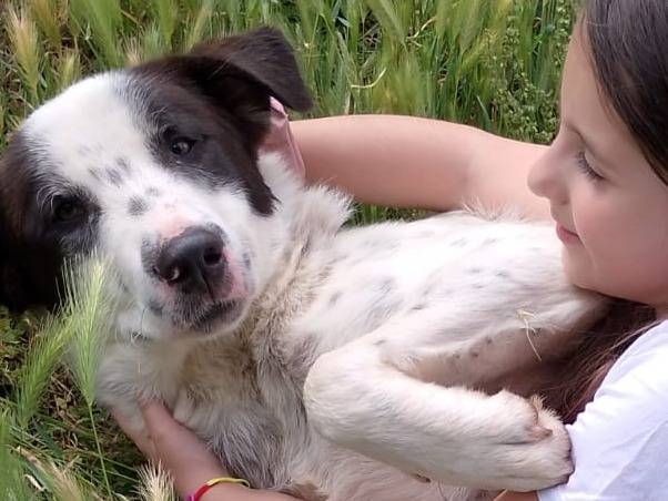 Adozione cane, maschio, Razza sconosciuta Razza sconosciuta, 1 anno, taglia grande, Reggio