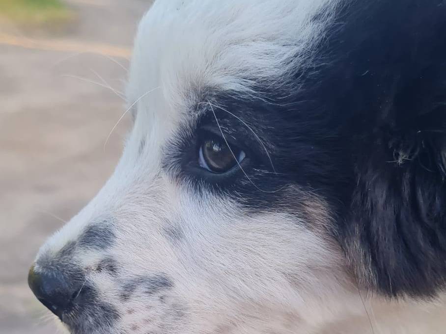 Vuoi adottare un cane a Varese?