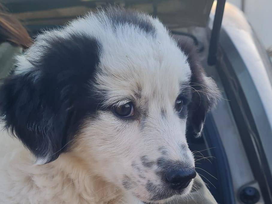 Adotta il cane TAYLOR a Varese