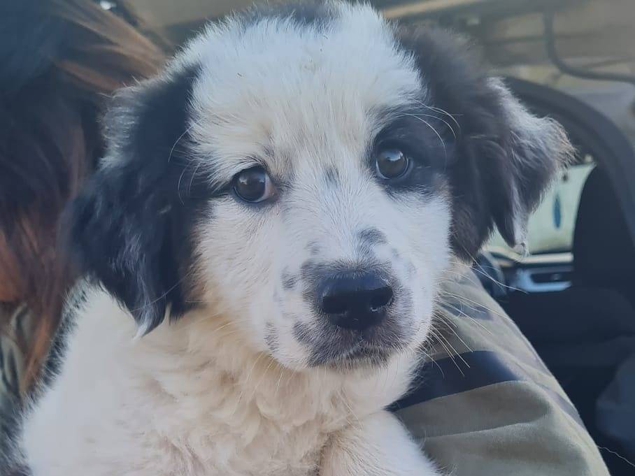 Adotta un cane, taglia media, femmina, Varese