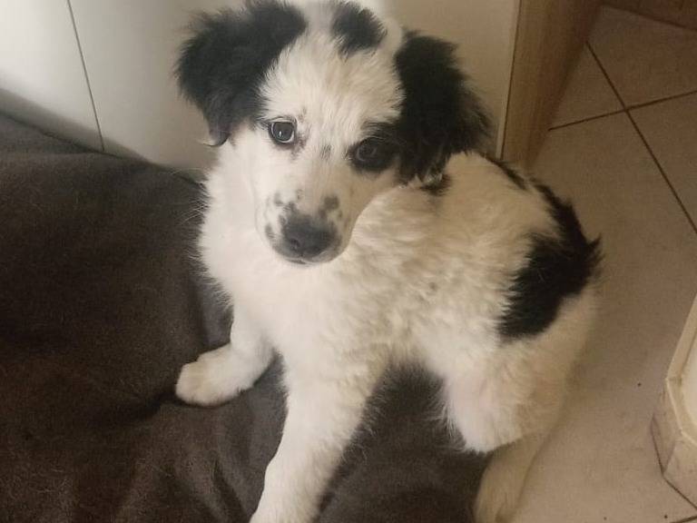 Adozione cane, femmina, Border Collie Razza sconosciuta, 3 mesi, taglia media, Varese