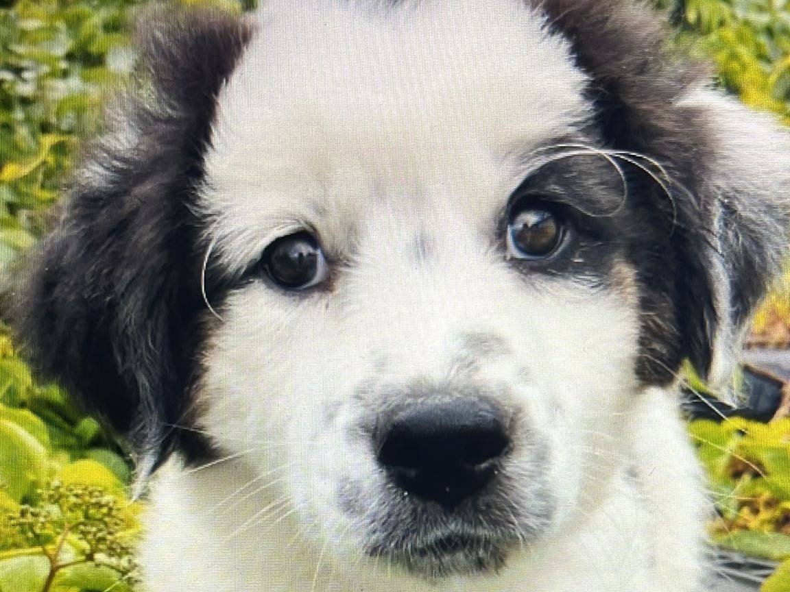 Adotta un cane, femmina, 3 mesi, Varese