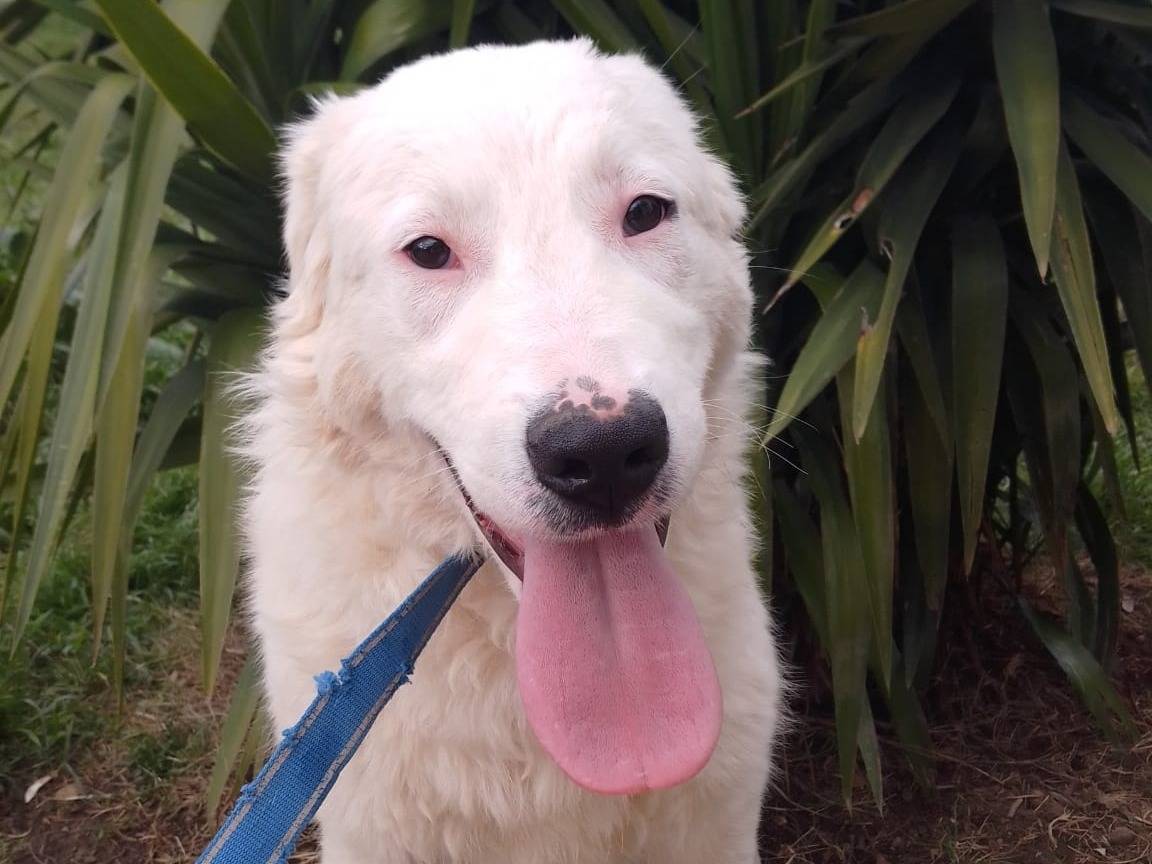 Adozione cane, femmina, Pastore maremmano Razza sconosciuta, 1 anno, taglia grande, Avellino