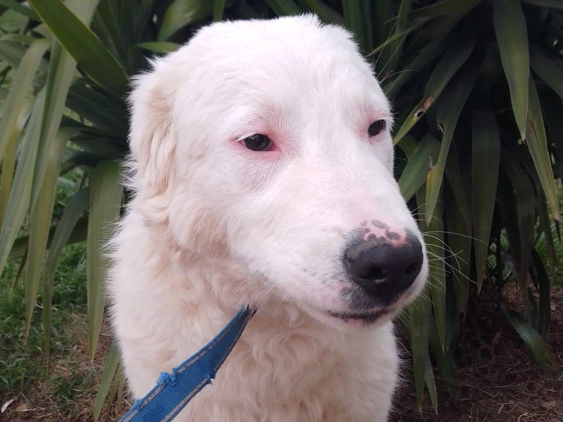 Adotta un cane, taglia grande, femmina, Avellino