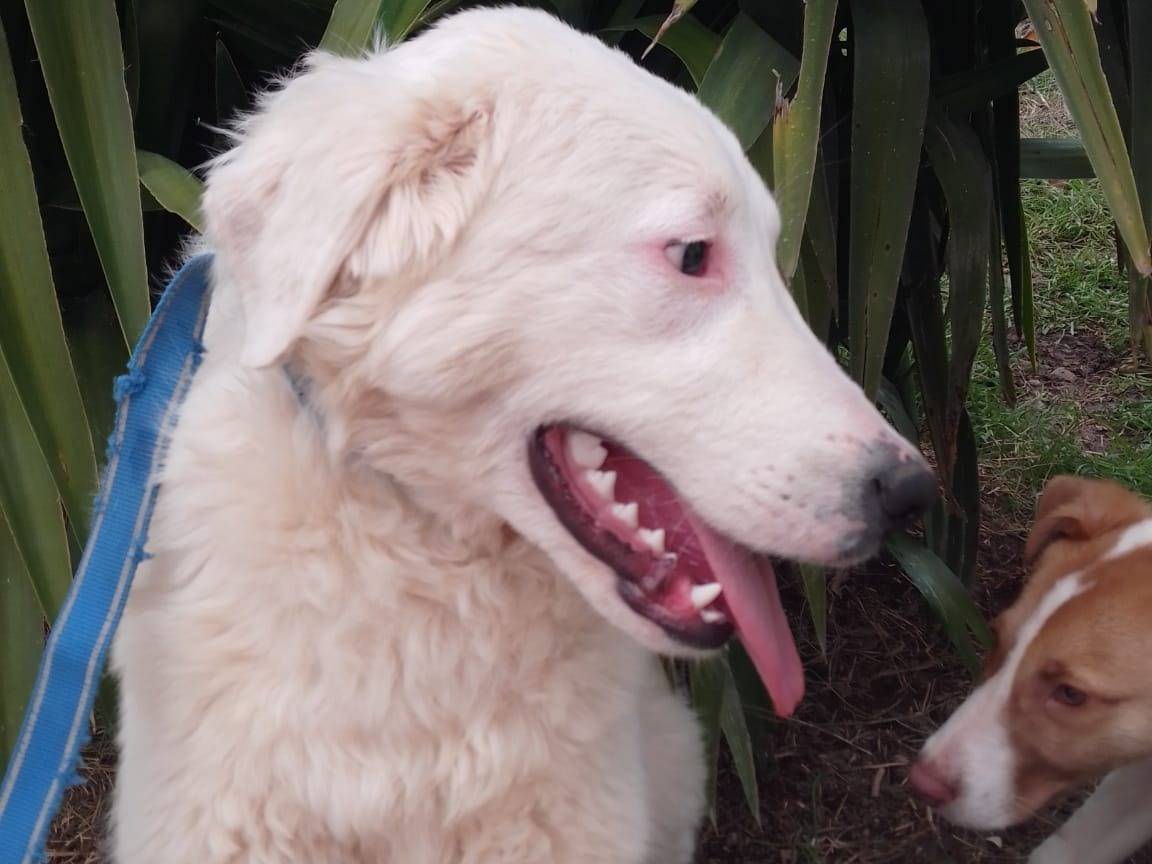 Vuoi adottare un cane a Avellino?