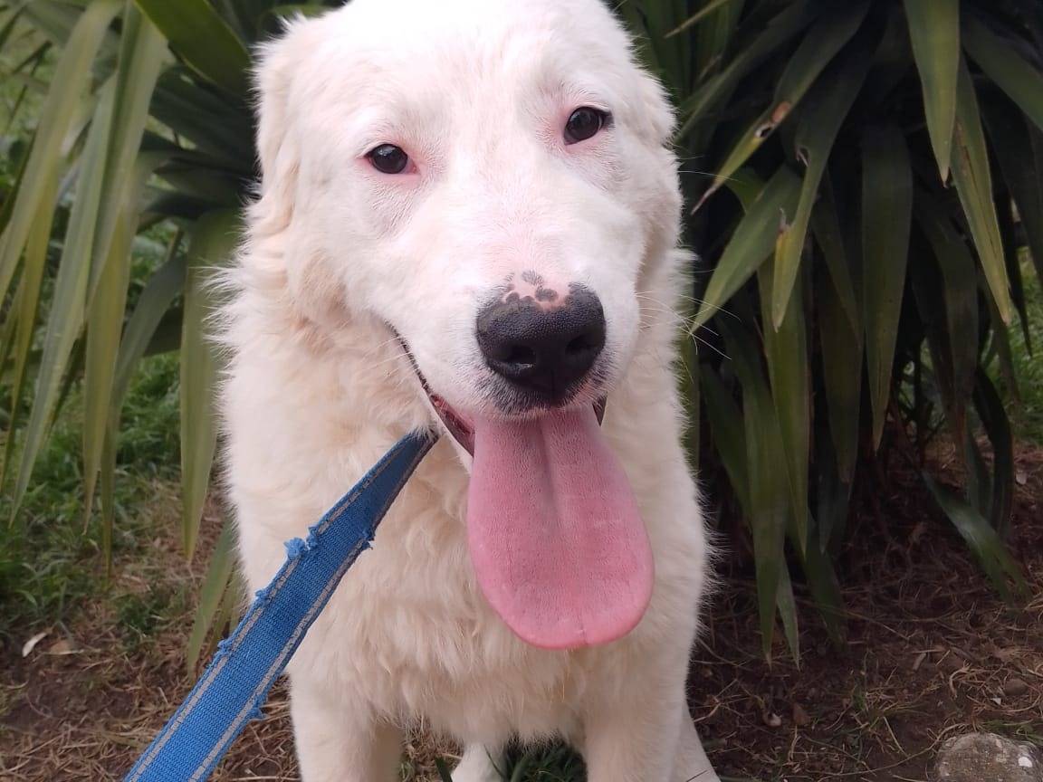Adotta il cane NESSIE a Avellino