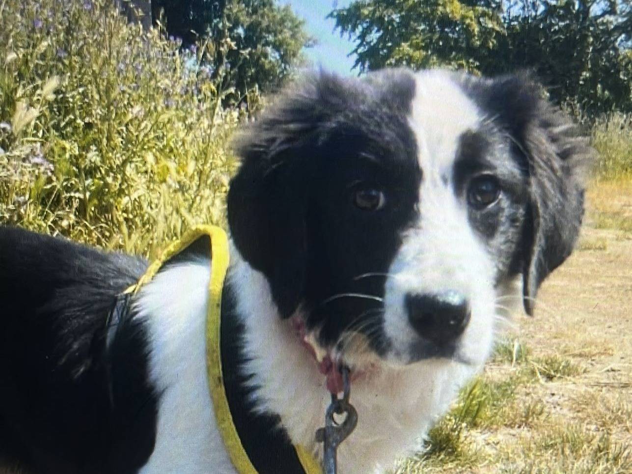 Adozione cane, femmina, Border Collie Razza sconosciuta, 3 mesi, taglia grande, Vibo