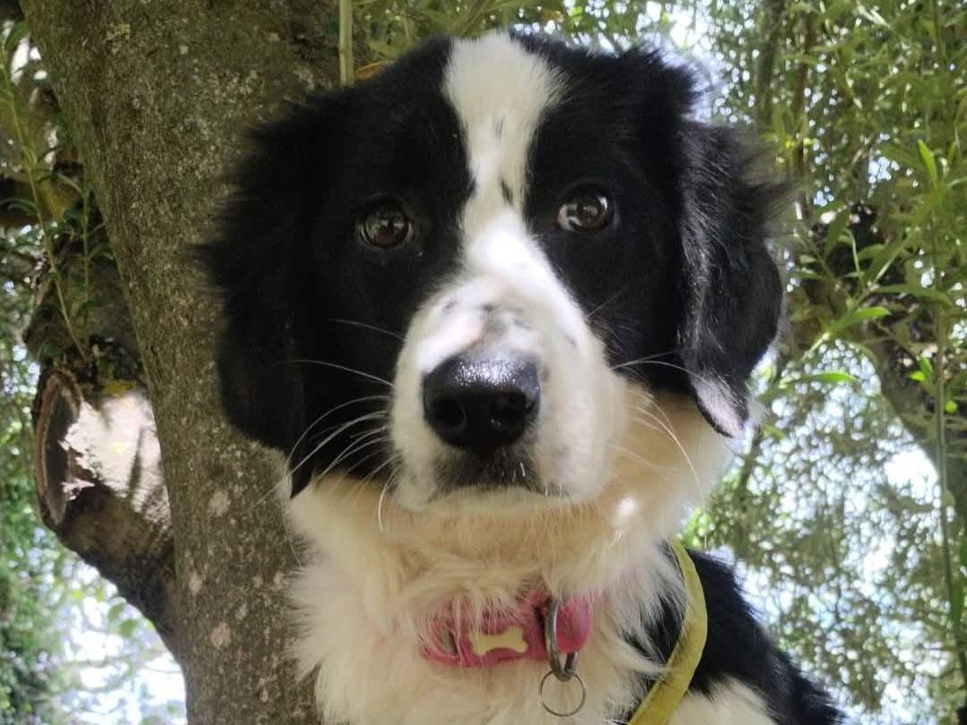 Adotta un cane, femmina, 3 mesi, Vibo