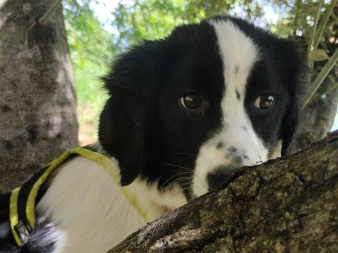 Adotta un cane, taglia grande, femmina, Vibo
