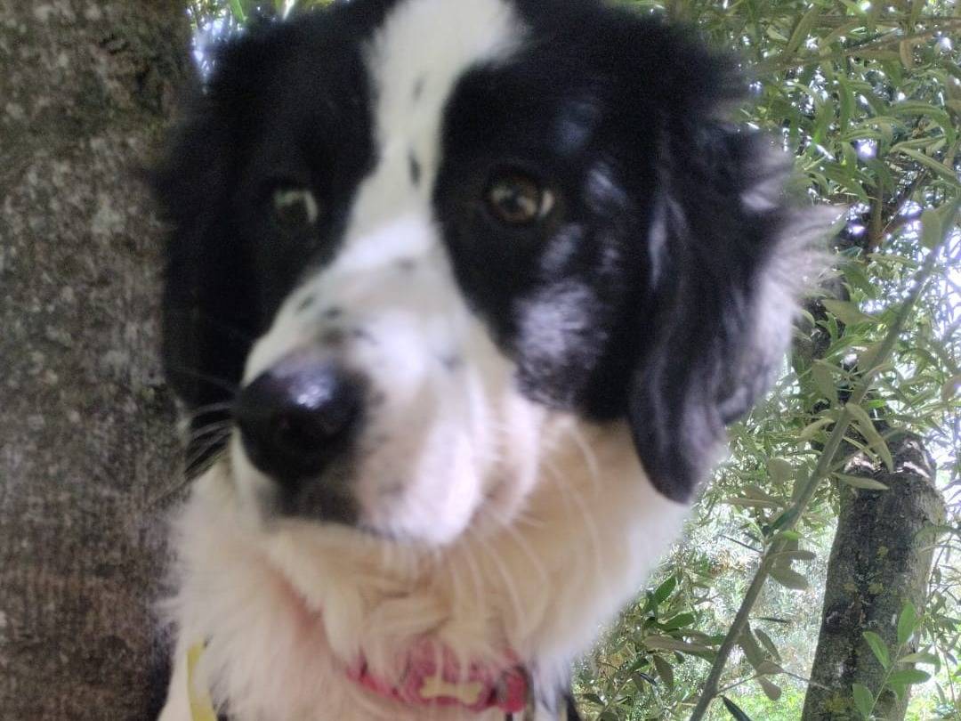 Vuoi adottare un cane a Vibo?