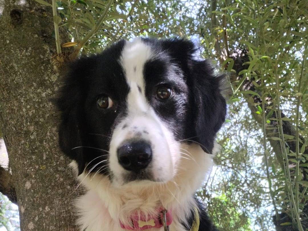 Adotta il cane MARY a Vibo