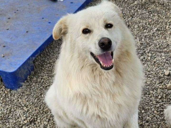Adozione cane, maschio, Razza sconosciuta Razza sconosciuta, 5 anni, taglia media, Novara