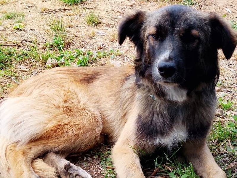Adozione cane, maschio, Razza sconosciuta Razza sconosciuta, 5 mesi, taglia media, Vibo