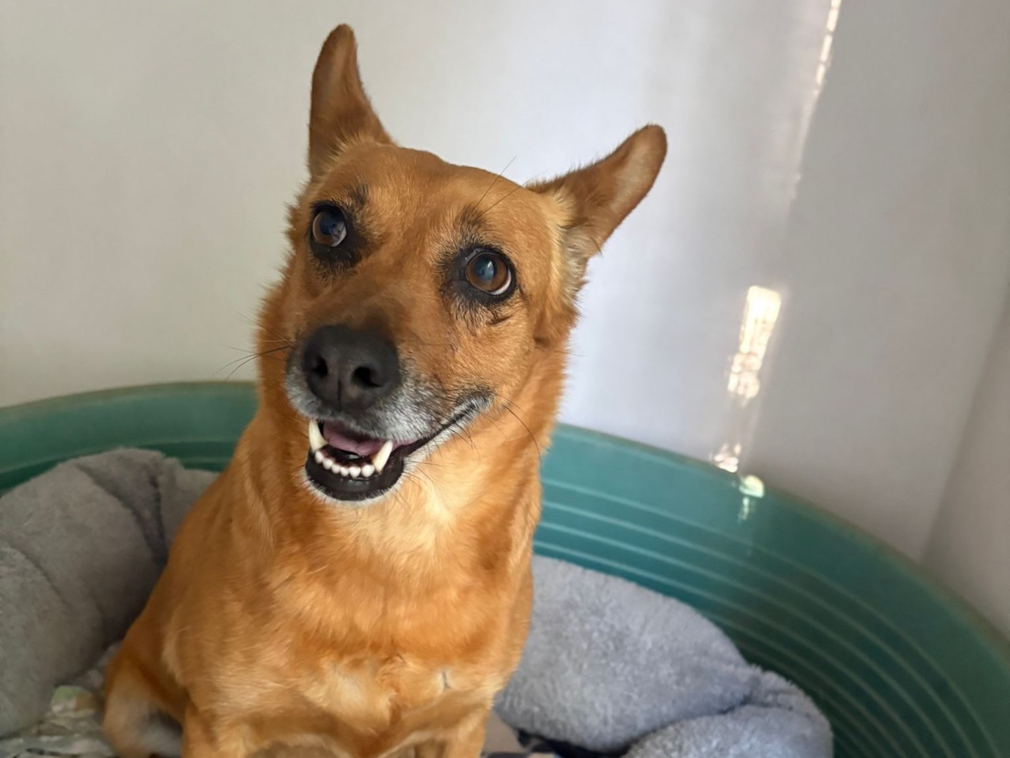 Adotta il cane Cecilia a Latina