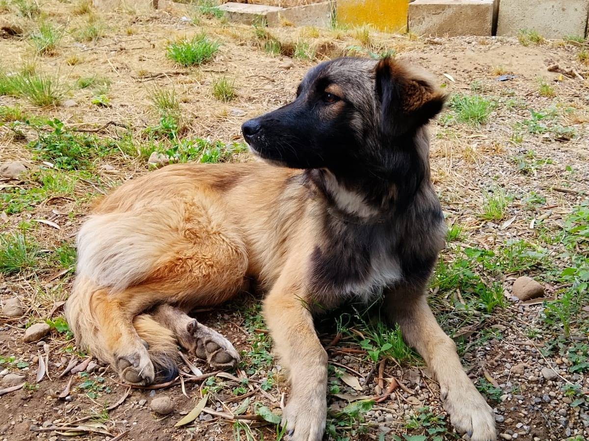 Adotta il cane APOLLO a Vibo