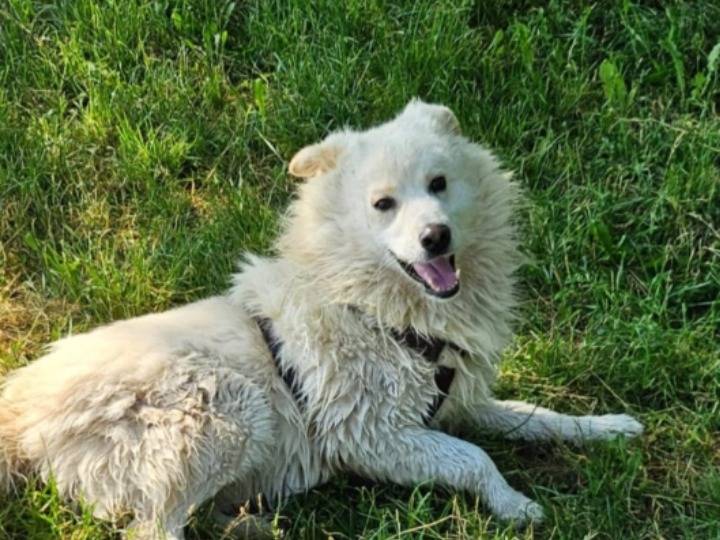 Adotta un cane, taglia media, maschio, Novara