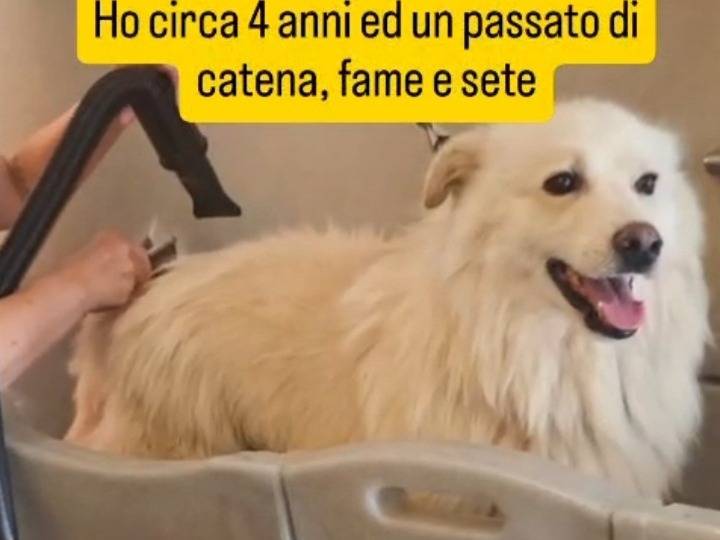 Adotta il cane Fiorello bello ed invisibile  a Novara
