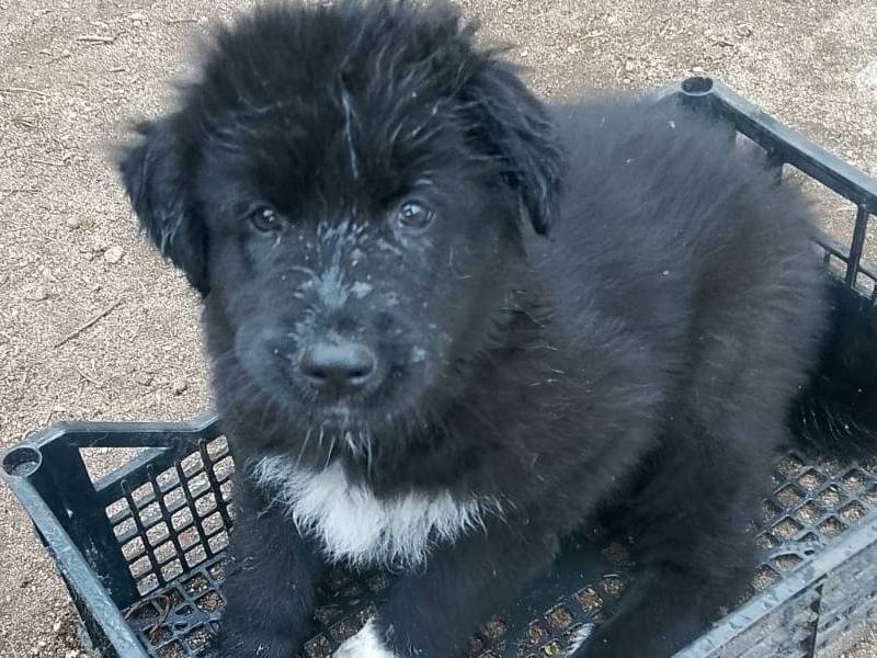 Adozione cane, maschio, Pastore maremmano Razza sconosciuta, 2 mesi, taglia grande, Reggio