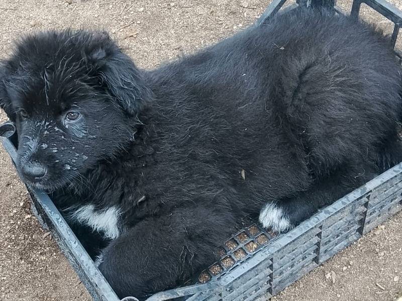 Adotta un cane, taglia grande, maschio, Reggio