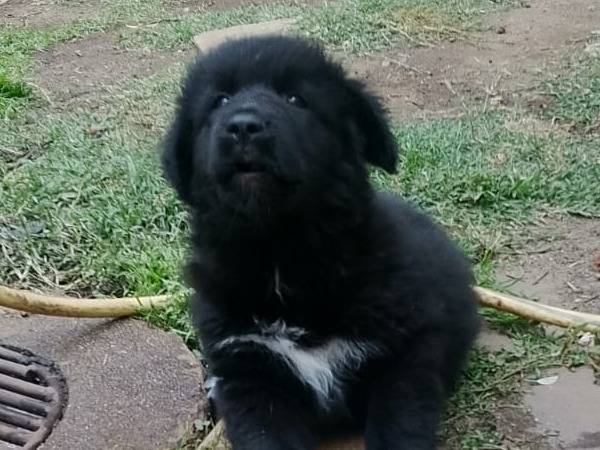 Adotta un cane, maschio, 2 mesi, Reggio
