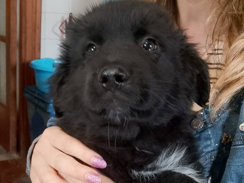 Vuoi adottare un cane a Reggio?