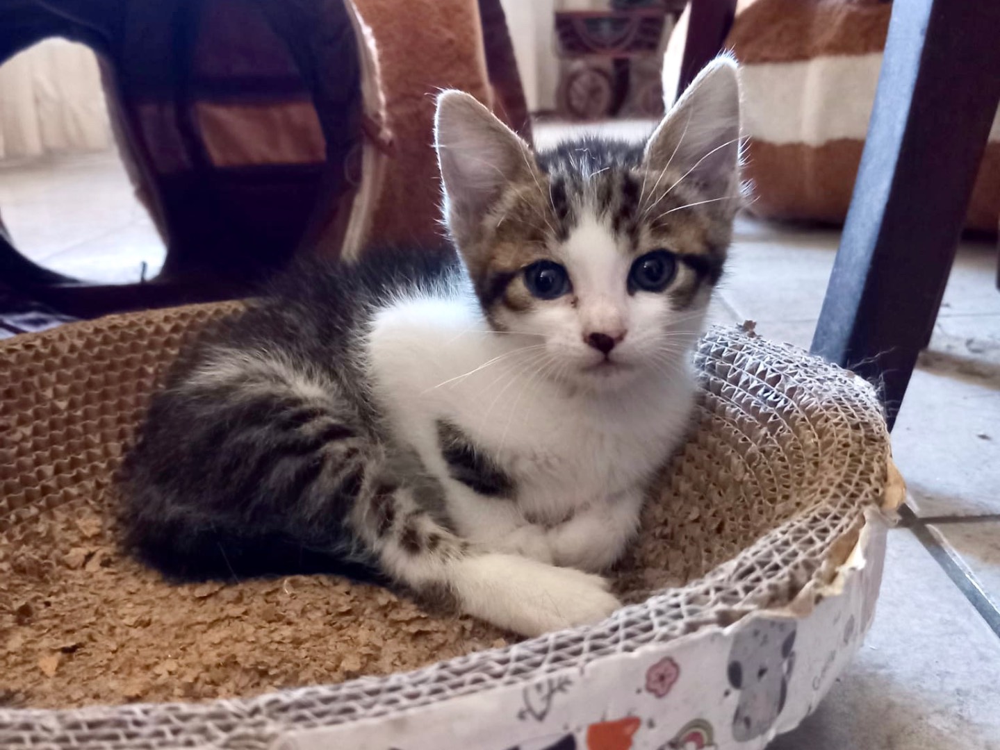 Adotta un gatto, taglia non valida, femmina, Latina