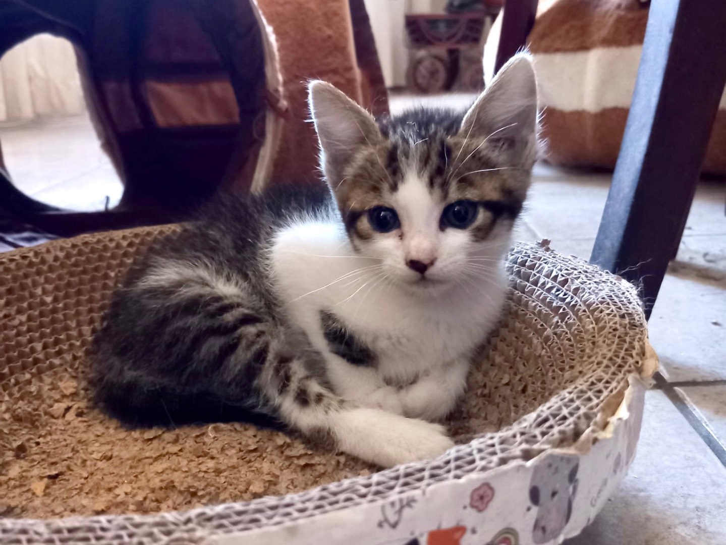 Adozione gatto, femmina, Razza sconosciuta Razza sconosciuta, 1 mesi, taglia non valida, Latina