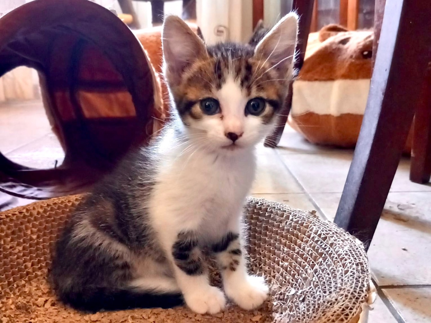 Adotta un gatto, femmina, 1 mesi, Latina