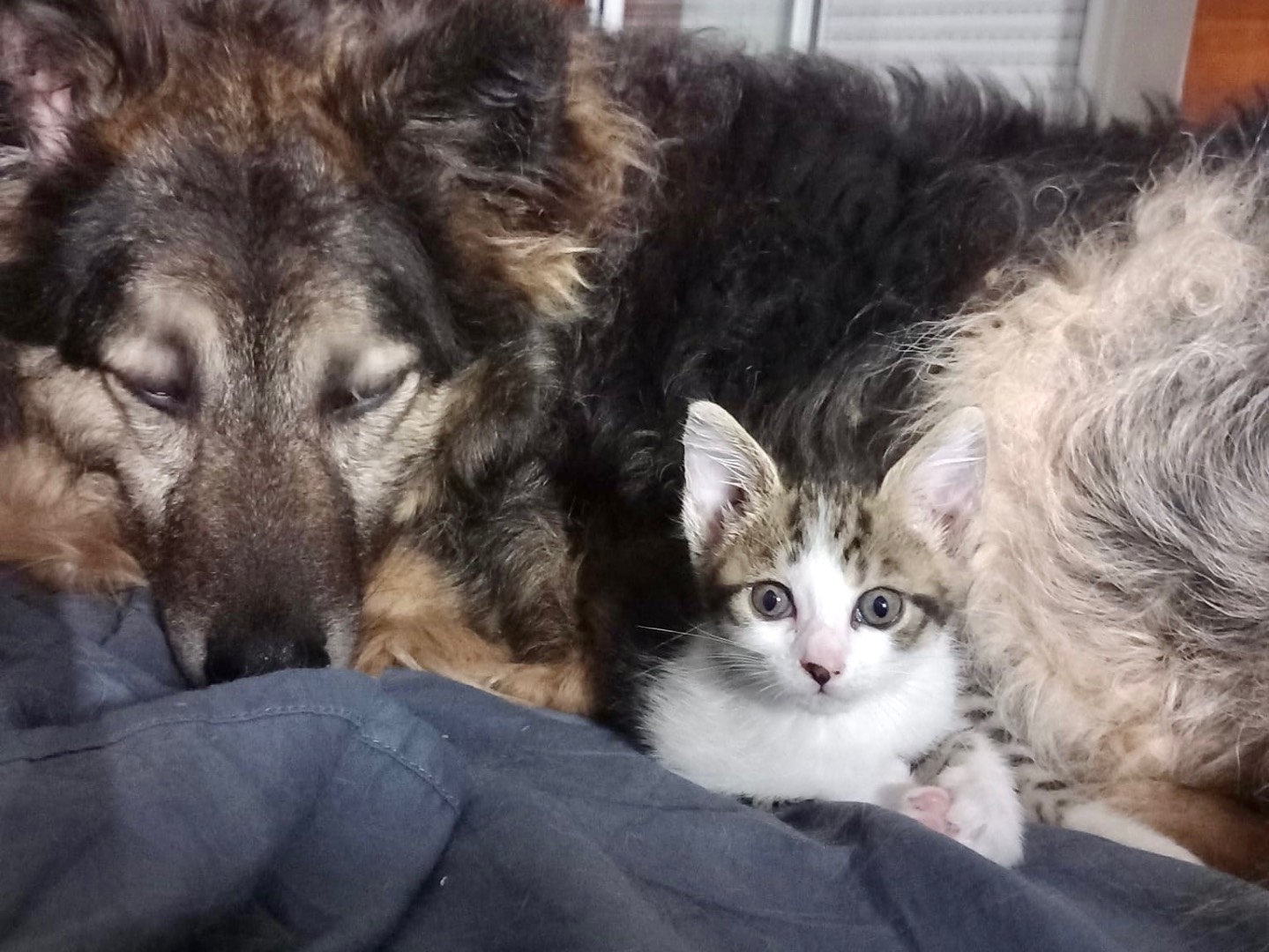Adotta il gatto Tea a Latina