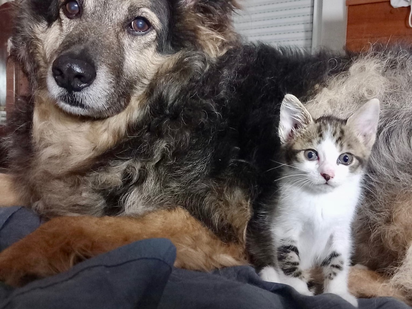 Vuoi adottare un gatto a Latina?