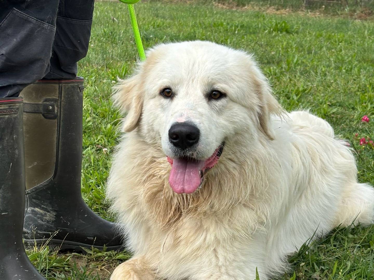 Adozione cane, maschio, Pastore maremmano Razza sconosciuta, 1 anno e 1 mese, taglia gigante, Pisa