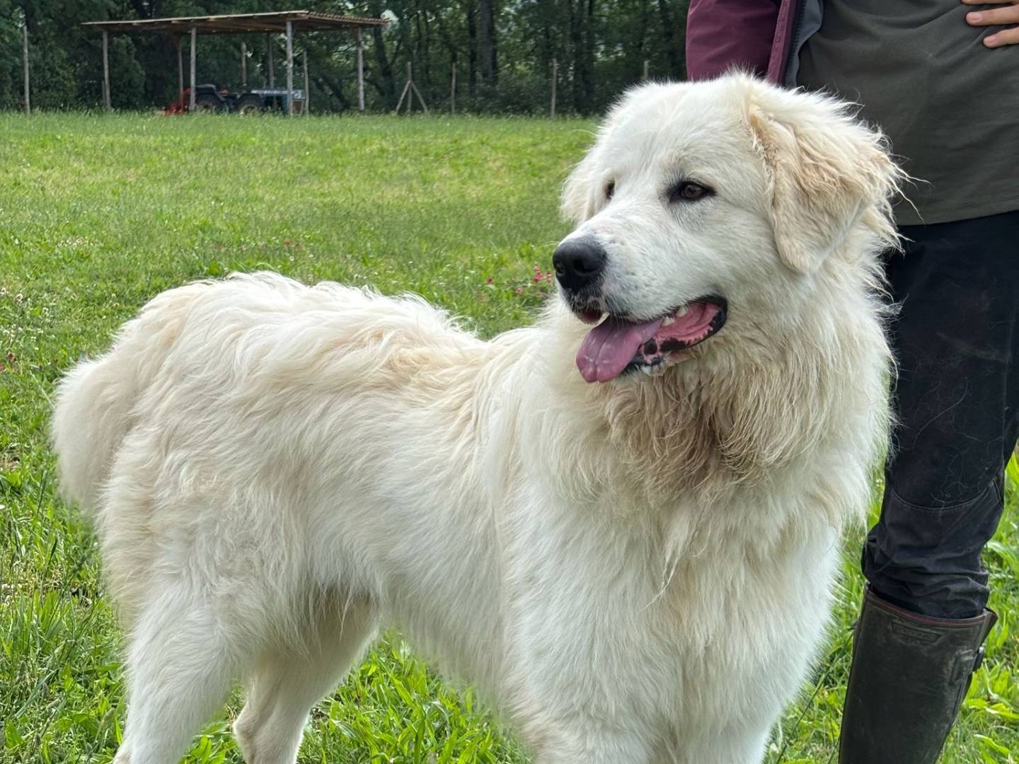 Adotta un cane, maschio, 1 anno e 1 mese, Pisa