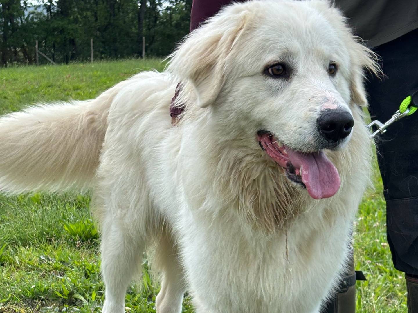 Adotta un cane, taglia gigante, maschio, Pisa