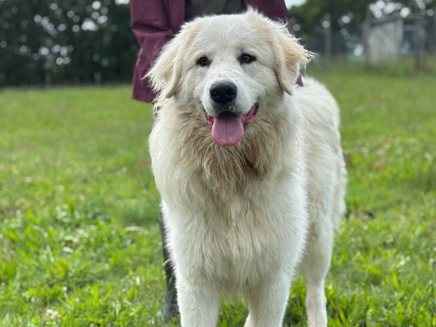 Vuoi adottare un cane a Pisa?