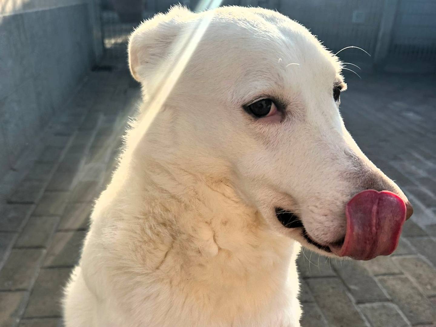 Vuoi adottare un cane a Milano?