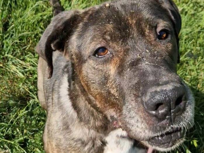 Adozione cane, maschio, Bullmastiff Razza sconosciuta, 6 anni e 4 mesi, taglia grande, Varese