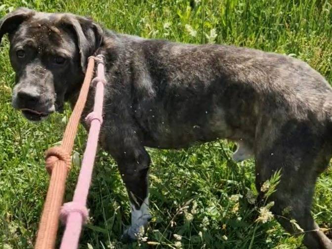 Adotta un cane, maschio, 6 anni e 4 mesi, Varese