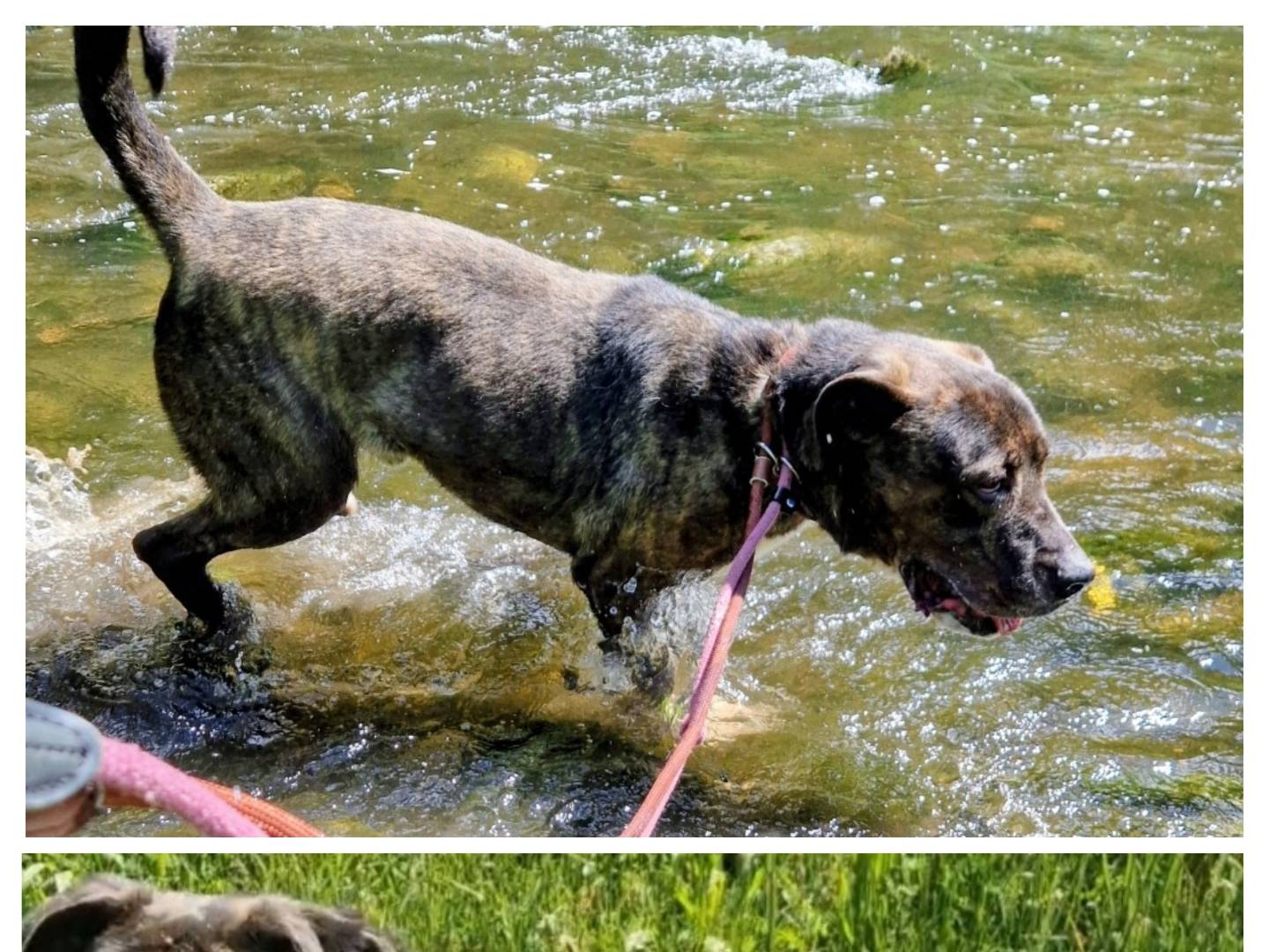 Adotta un cane, taglia grande, maschio, Varese
