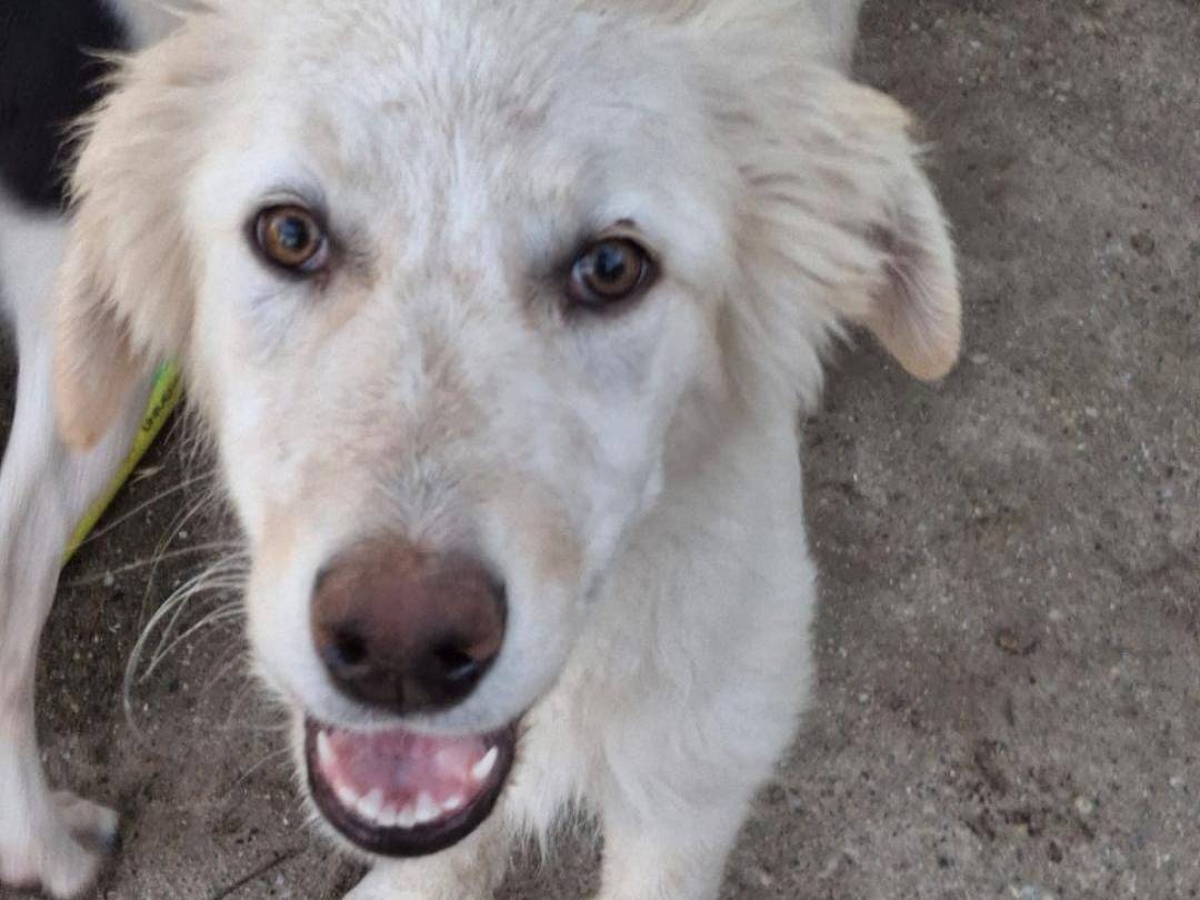Adotta un cane, maschio, 5 mesi, Crotone