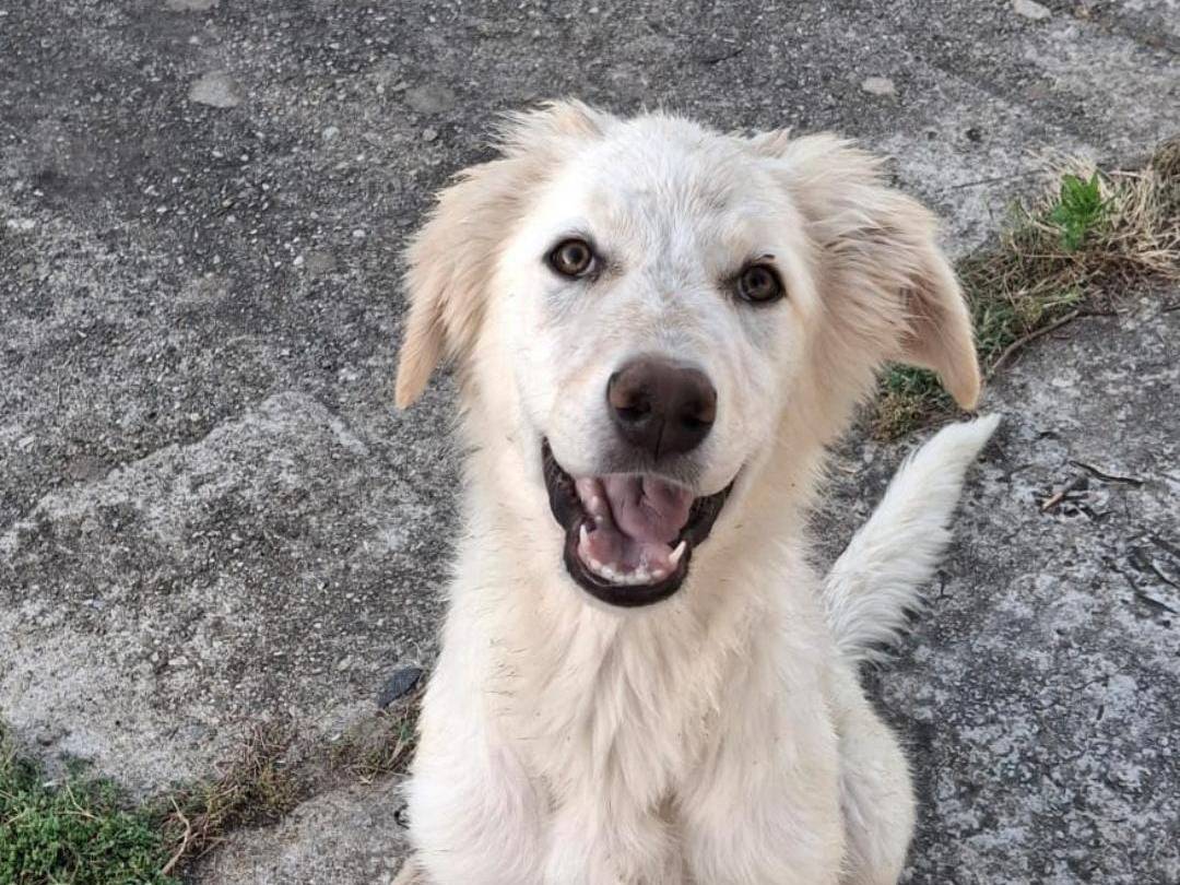 Adozione cane, maschio, Razza sconosciuta Razza sconosciuta, 5 mesi, taglia media, Crotone