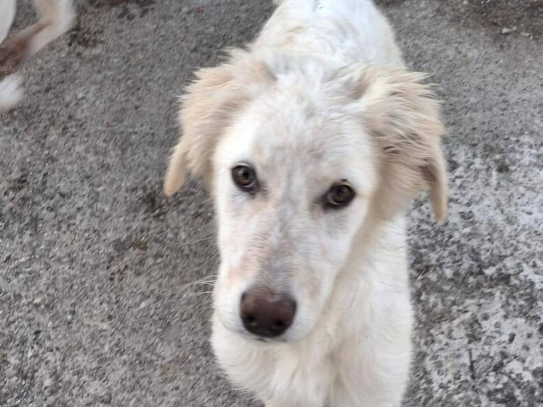 Adotta un cane, taglia media, maschio, Crotone