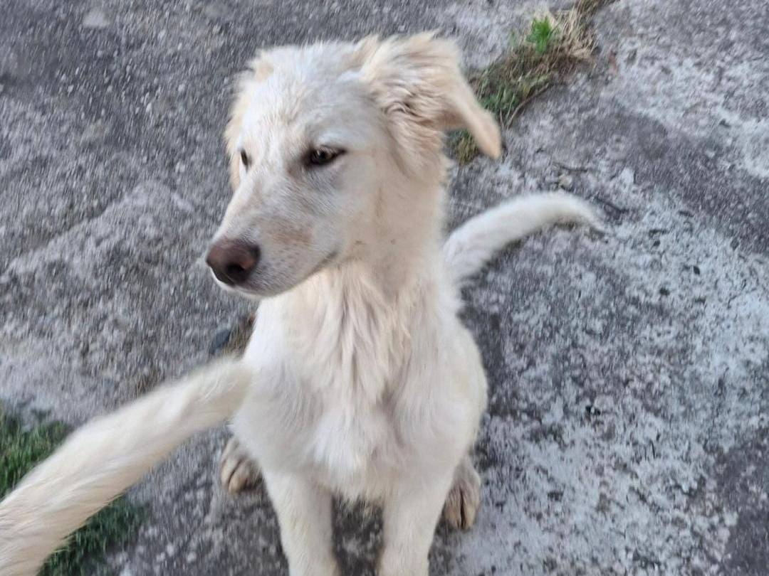 Vuoi adottare un cane a Crotone?