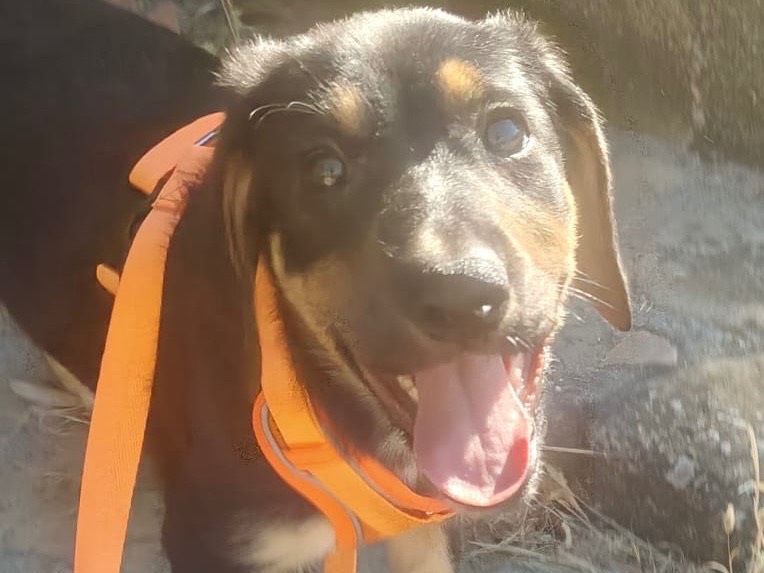 Adozione cane, femmina, Pastore tedesco Razza sconosciuta, 3 mesi, taglia grande, Crotone