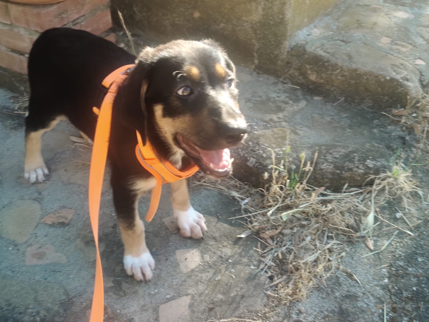 Adotta un cane, femmina, 3 mesi, Crotone
