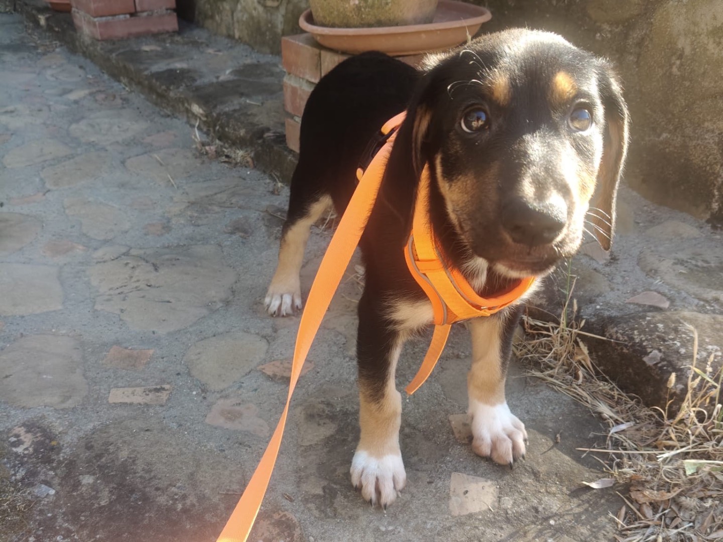 Adotta un cane, taglia grande, femmina, Crotone